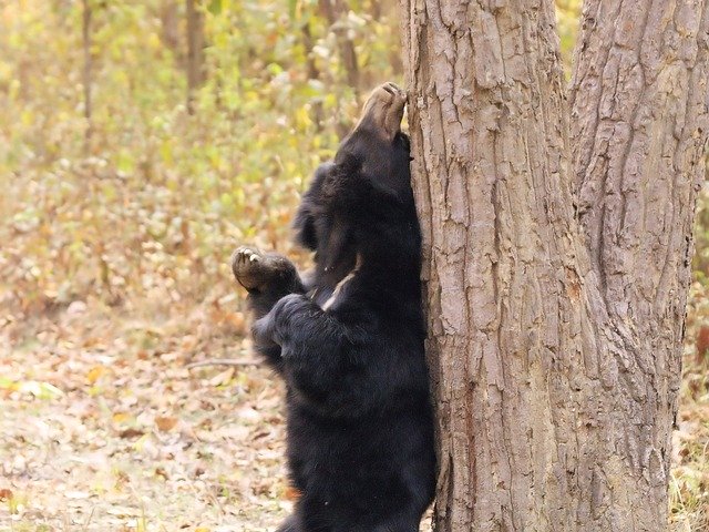 Free download Sun Bear Animal Wild -  free photo or picture to be edited with GIMP online image editor