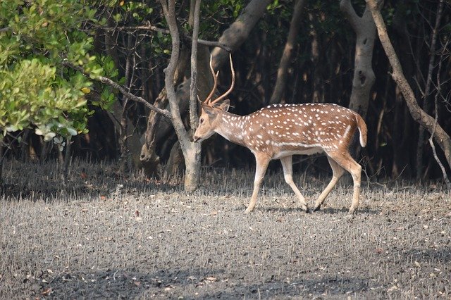 Free download Sundarban Forrest -  free photo or picture to be edited with GIMP online image editor