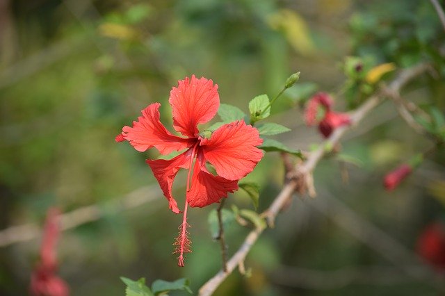 Free download Sundarban Forrest Nature -  free photo or picture to be edited with GIMP online image editor