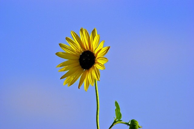 Free download Sunflower At Canton Lake -  free photo or picture to be edited with GIMP online image editor