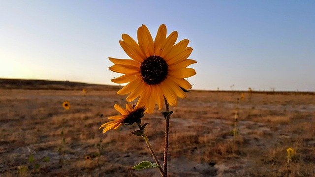 Free download Sunflower Bee Fall Antelope -  free photo or picture to be edited with GIMP online image editor