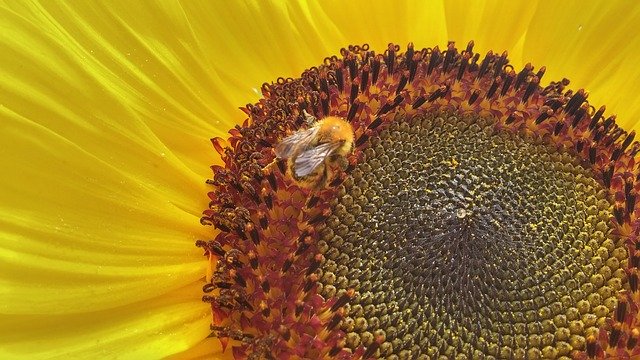 Free download Sunflower Bee Flower -  free photo or picture to be edited with GIMP online image editor