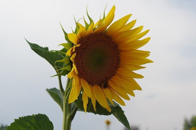 Free download Sunflower Bees -  free photo or picture to be edited with GIMP online image editor