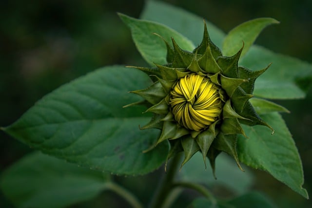 Free download sunflower blooming sunflower flower free picture to be edited with GIMP free online image editor