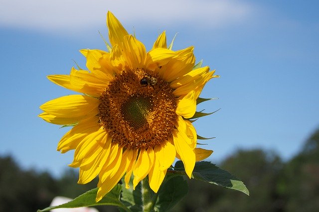 Free download Sunflower Blue Yellow -  free photo or picture to be edited with GIMP online image editor