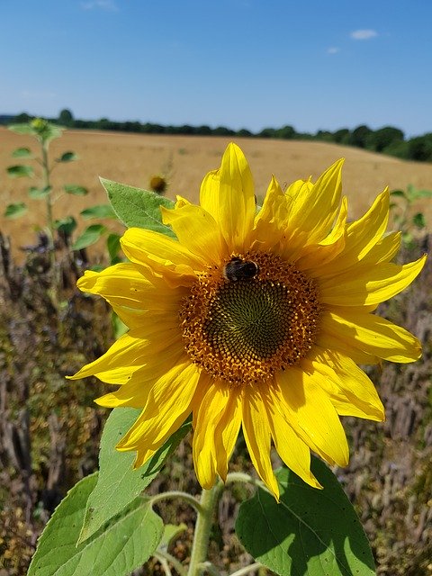 Free download Sunflower Bumblebee Nature -  free photo or picture to be edited with GIMP online image editor