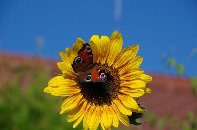 Free download Sunflower Butterfly Peacock -  free photo or picture to be edited with GIMP online image editor