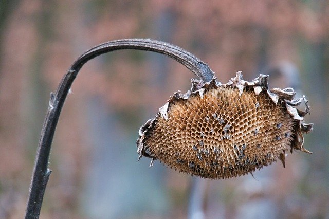 Free download Sunflower Dry Faded -  free photo or picture to be edited with GIMP online image editor