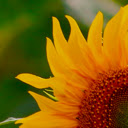 Sunflower Field  screen for extension Chrome web store in OffiDocs Chromium