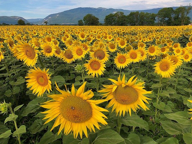 Free download sunflower field flower yellow free picture to be edited with GIMP free online image editor