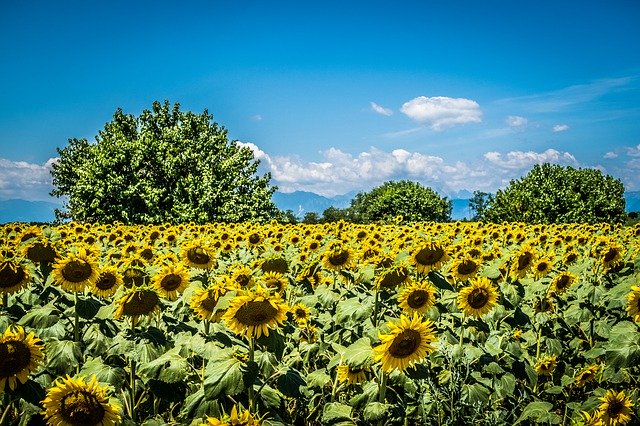 Free download Sunflower Field Trees -  free photo or picture to be edited with GIMP online image editor