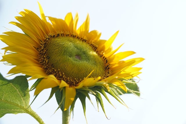 Free download sunflower flower flora nature free picture to be edited with GIMP free online image editor