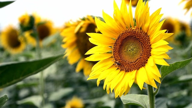 Free download sunflower flower plant sun blossom free picture to be edited with GIMP free online image editor