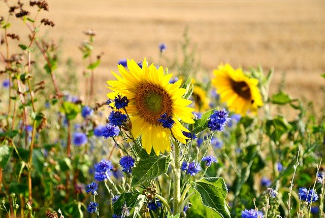 Free download Sunflower Flowers Flower -  free photo or picture to be edited with GIMP online image editor