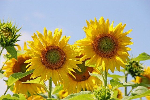 Planta de flores de girasol de OffiDocs para oficina