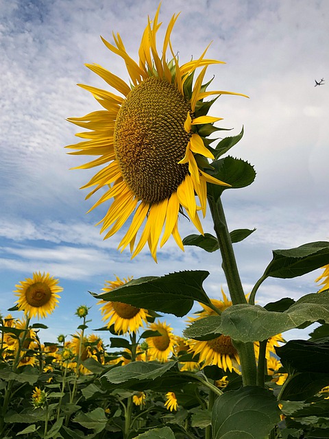 Free download sunflower flower yellow big field free picture to be edited with GIMP free online image editor