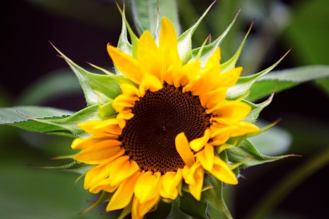 Free download sunflower flower yellow green free picture to be edited with GIMP free online image editor