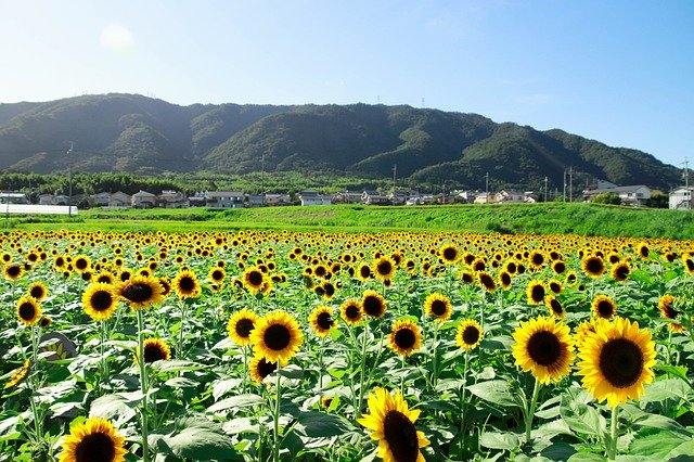 Free download Sunflower Garden Blue -  free photo or picture to be edited with GIMP online image editor