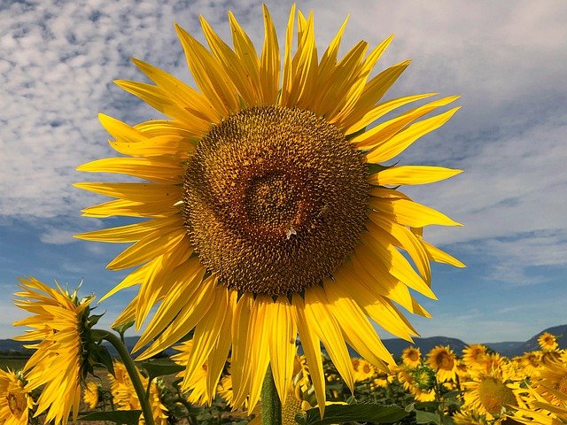 Free download sunflower heart flower yellow free picture to be edited with GIMP free online image editor