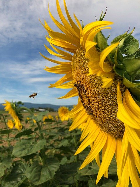 Free download sunflower heart flower yellow bee free picture to be edited with GIMP free online image editor