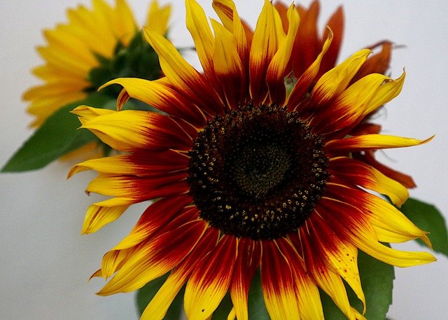 Free download sunflower helianthus flower bloom free picture to be edited with GIMP free online image editor