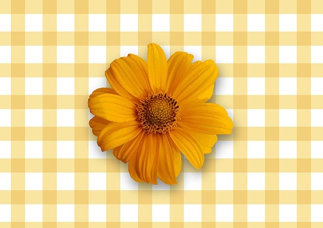 Free download Sunflower Line Scotch -  free illustration to be edited with GIMP free online image editor