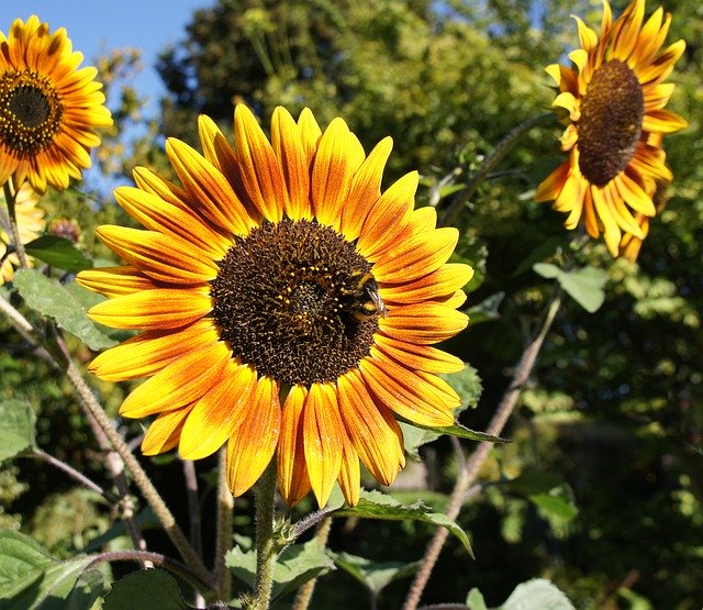 Free download Sunflower Nature Flower -  free photo or picture to be edited with GIMP online image editor