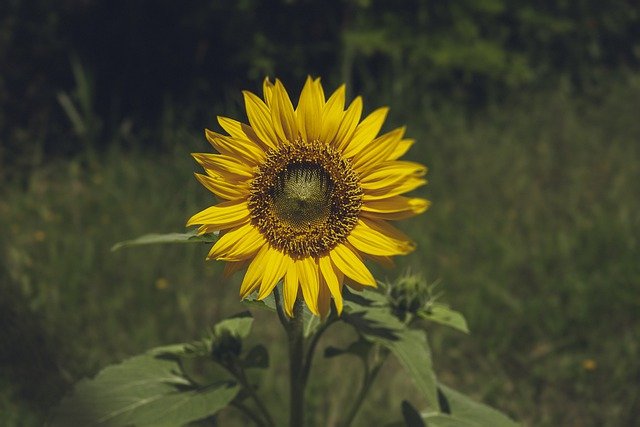 Free download sunflower plant botanical growth free picture to be edited with GIMP free online image editor