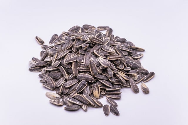 Free download sunflower seeds seeds shell kernels free picture to be edited with GIMP free online image editor