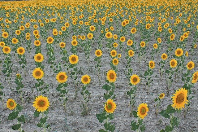 Free download Sunflowers Field Cultivation -  free photo or picture to be edited with GIMP online image editor