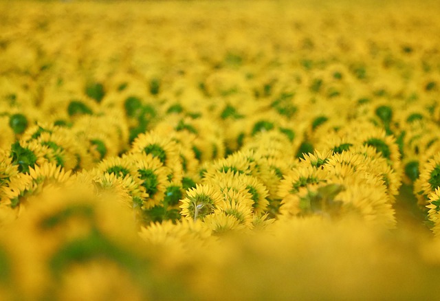 Free download sunflowers field summer agriculture free picture to be edited with GIMP free online image editor