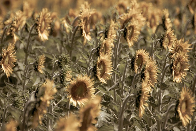 Free download sunflowers flowers field flora free picture to be edited with GIMP free online image editor