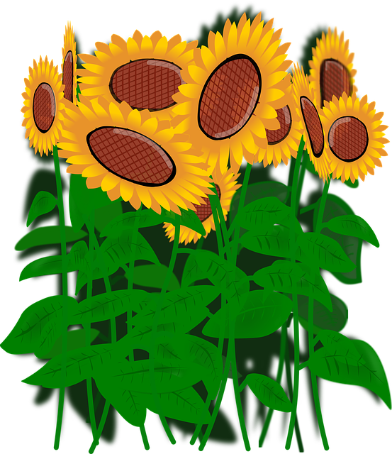 Descarga gratuita Girasoles Flores - Gráficos vectoriales gratis en Pixabay ilustración gratuita para editar con GIMP editor de imágenes en línea gratuito