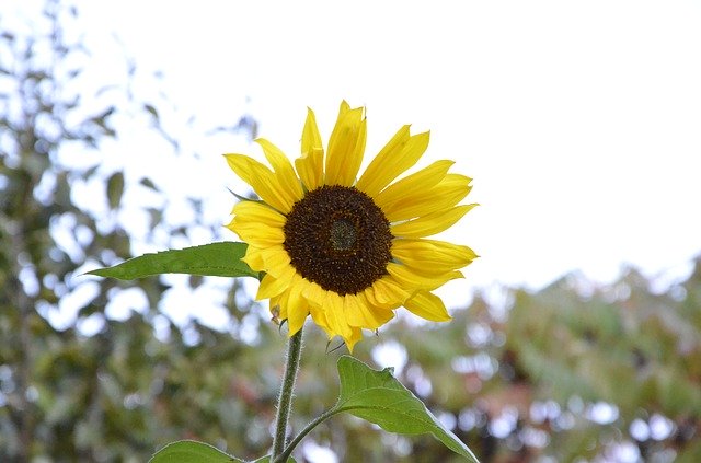 Free download Sunflowers Garden Yellow -  free photo or picture to be edited with GIMP online image editor