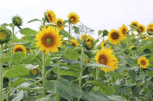 Free download Sunflowers Plants Yellow -  free photo or picture to be edited with GIMP online image editor