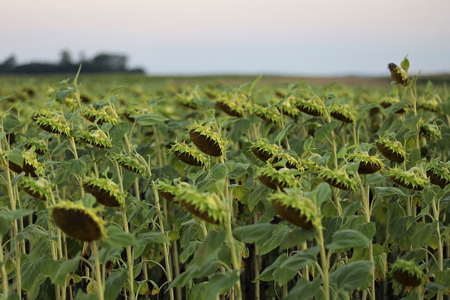 Free download sunflowers sunflower field free picture to be edited with GIMP free online image editor