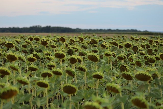 Free download sunflowers sunflower field dusk free picture to be edited with GIMP free online image editor