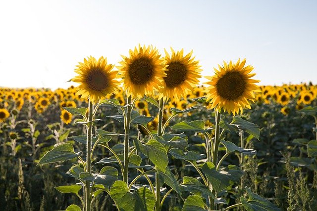 Free download sunflowers sunflower field field free picture to be edited with GIMP free online image editor