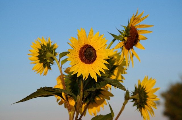 Free download Sunflower Summer Flowers -  free photo or picture to be edited with GIMP online image editor