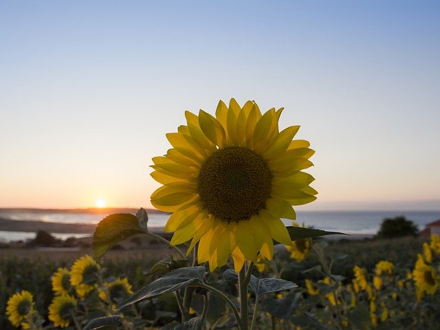 Free download sunflower summer pl yellow flowers free picture to be edited with GIMP free online image editor