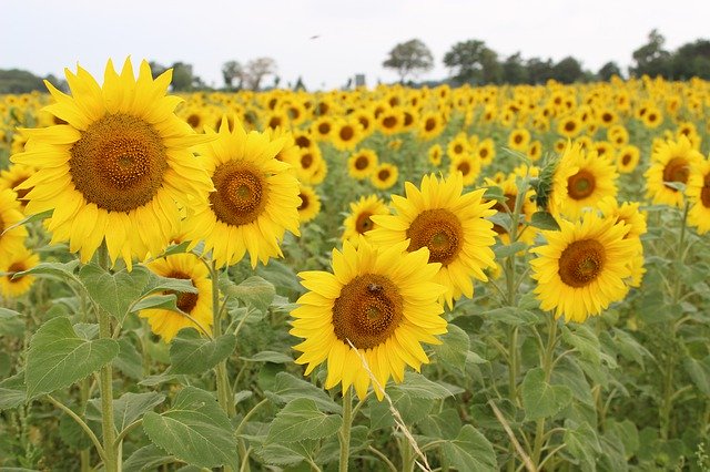 Free download Sunflower Summer Yellow -  free photo or picture to be edited with GIMP online image editor