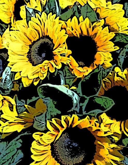 Free download Sunflower Sunflowers Bunch -  free illustration to be edited with GIMP free online image editor