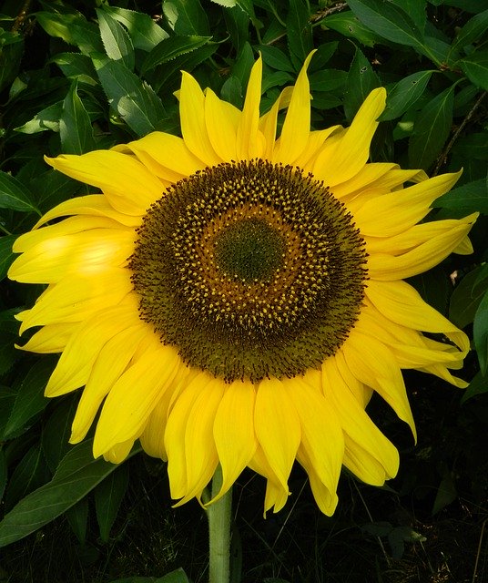 Free download Sunflower Sun Garden -  free photo or picture to be edited with GIMP online image editor