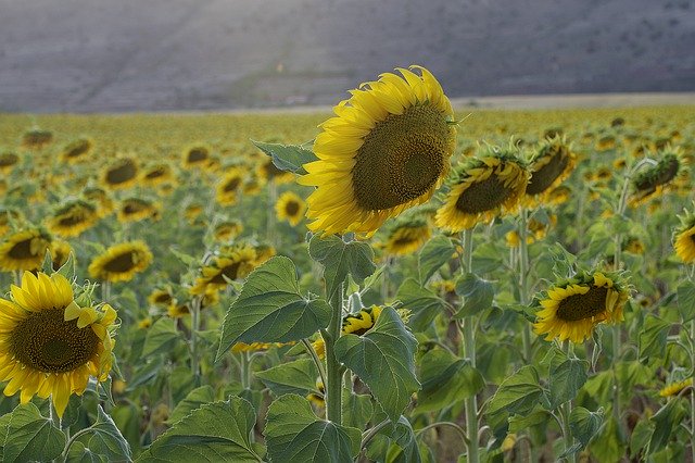 Free download Sunflower Sunset Field -  free photo or picture to be edited with GIMP online image editor