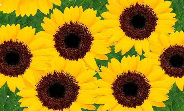 Free download Sunflowers Yellow Bright -  free illustration to be edited with GIMP free online image editor