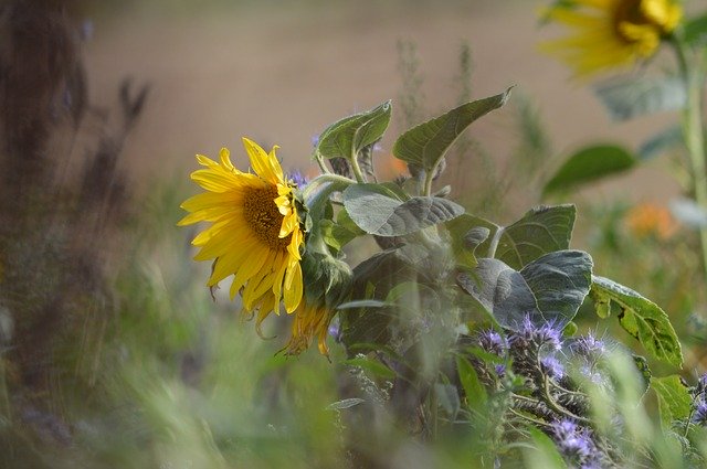 Free download Sunflower Wind Nature -  free photo or picture to be edited with GIMP online image editor