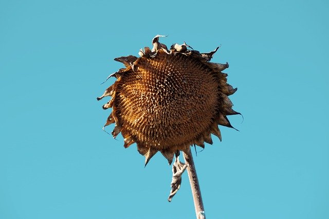 Free download Sunflower Withered Flower -  free photo or picture to be edited with GIMP online image editor