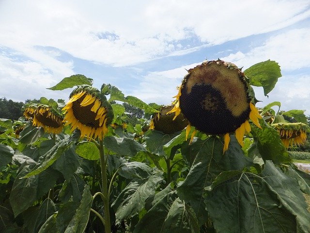 Free download Sunflower Withered Natural -  free photo or picture to be edited with GIMP online image editor