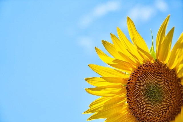 Free download sunflower yellow core blue sky free picture to be edited with GIMP free online image editor