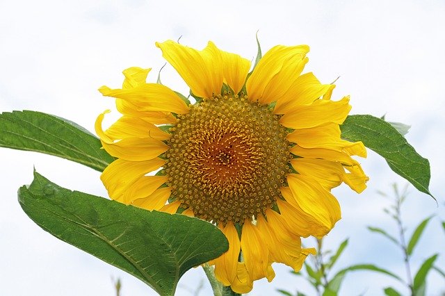 Free download Sunflower Yellow Flower Summer -  free photo or picture to be edited with GIMP online image editor